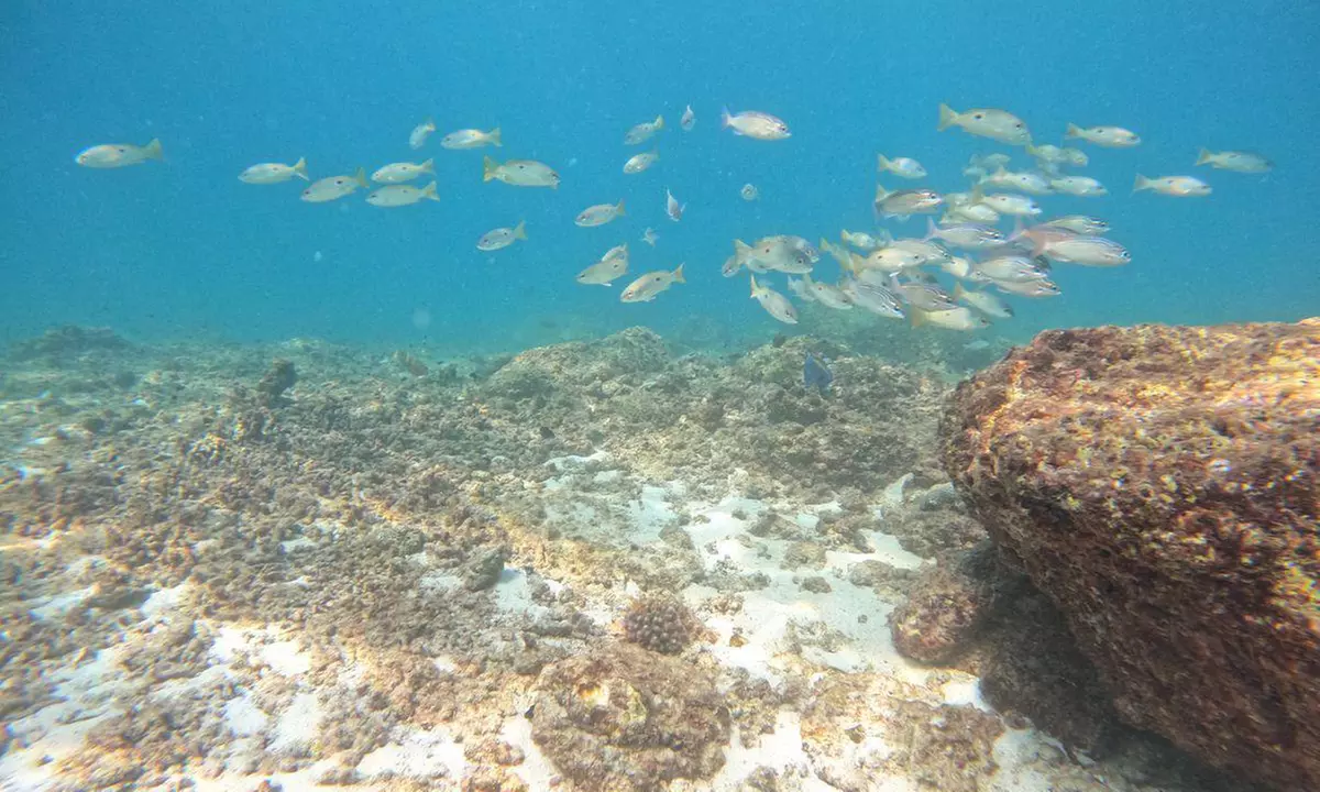 Embark On Adventure: Try Dive, Snorkeling Trip and Boat Trip