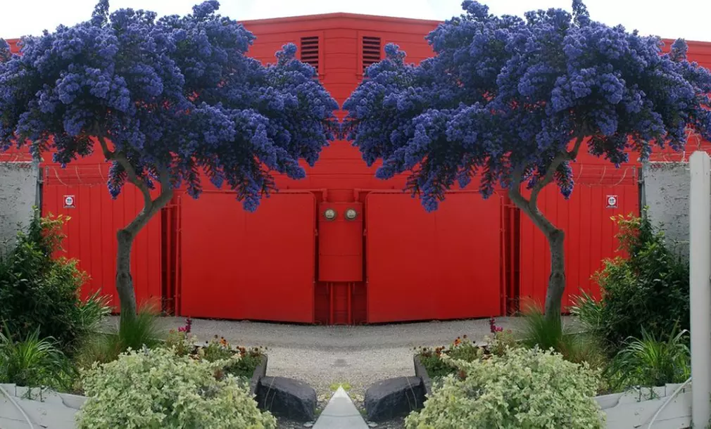 Pair of Evergreen California Lilac Trees from £27.98 with Optional Planters from £40 - Primary Image