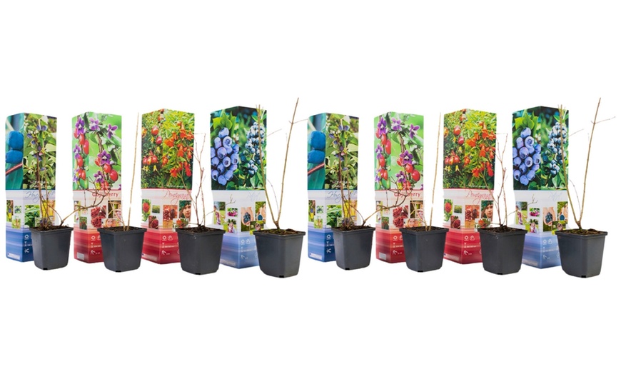 Image 4: Set de 4 Plantas Frutales