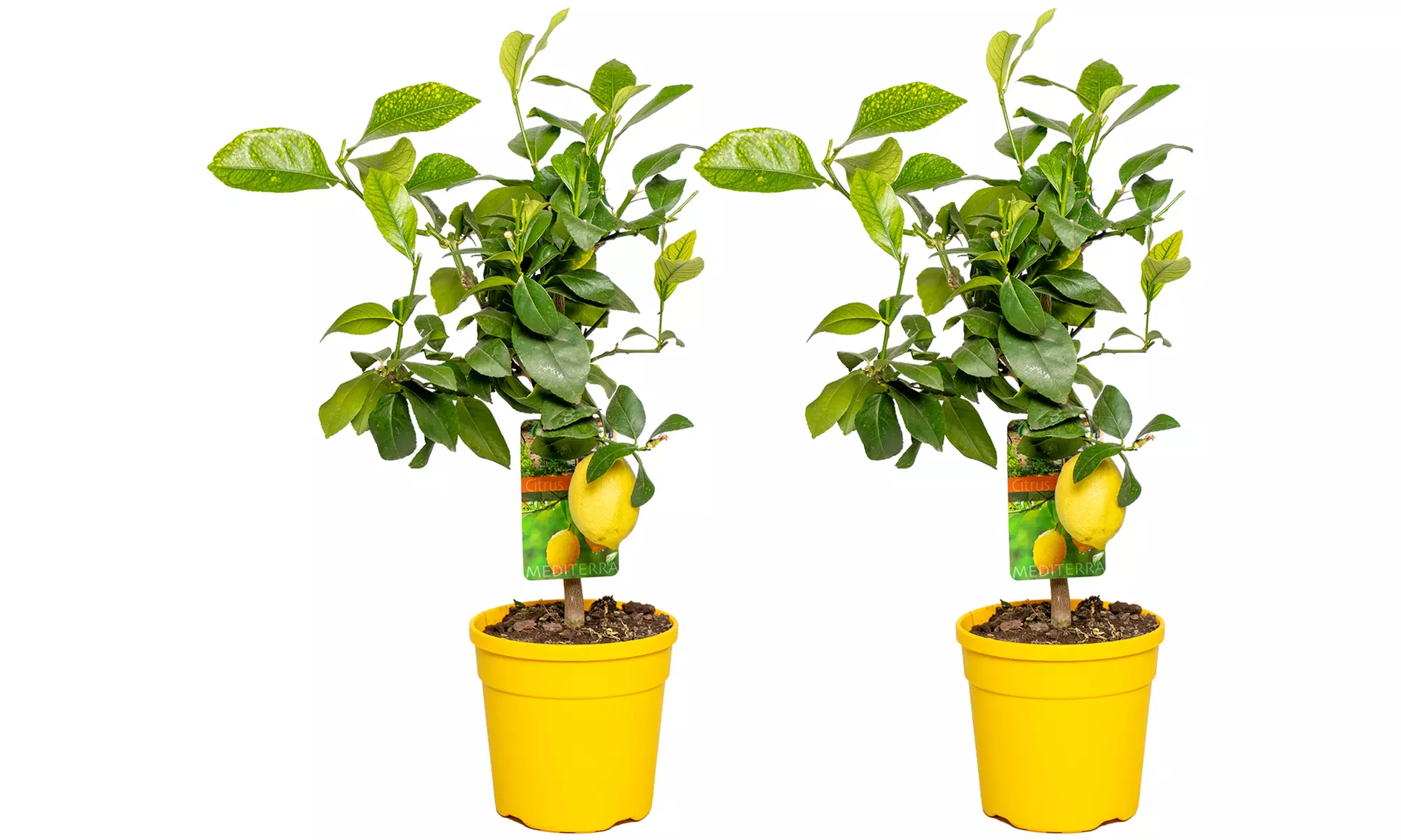 1x oder 2x Zitruspflanze: Calamondinorange, Zitrone oder Kumquat