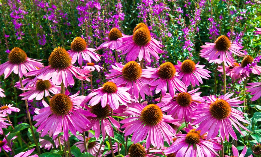 Image 1: Echinacea Breeders Mix - 6, 12 or 18 Plants