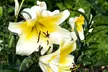 9, 18 or 27 Giant Tree Lily Bulbs - 3 Varieties - Second Medium