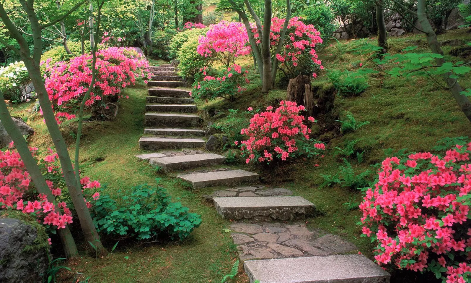 Lot de 2 ou 4 azalées japonaises de jardin "Azalea Anouk", 25-30 cm à la livraison - Primary Image