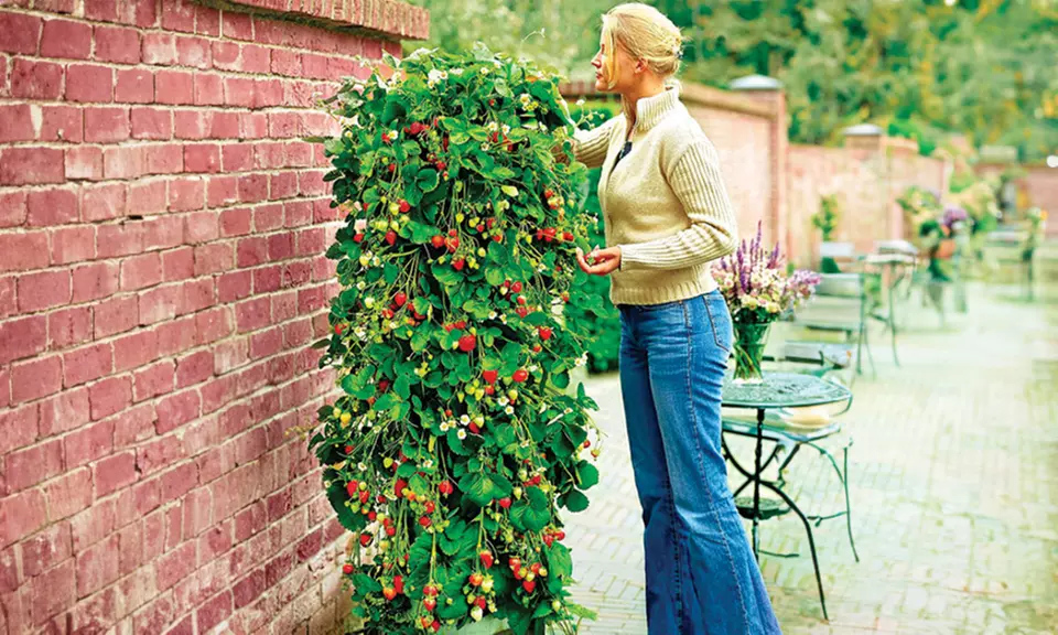 Lot de 10 ou 20 fraisiers grimpants d'Europa Green