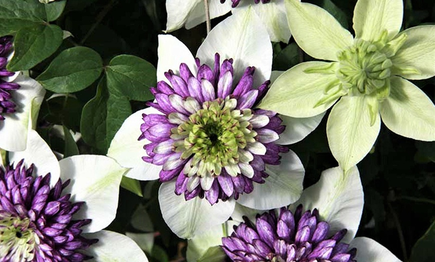 Image 4: Piante di Clematis Viennetta