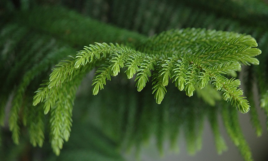 Image 2: Araucaria Indoor Pine Tree