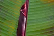 1 o 2 Musa Ensete Maurelii - Second Medium