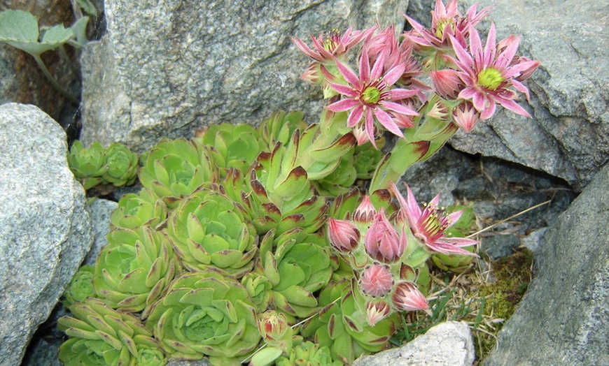 Image 3: Set de plantes Sempervivum