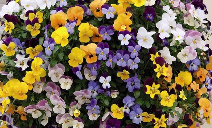 Image 4: Pansy Waterfall Mixed - 24, 48 or 72 Plants