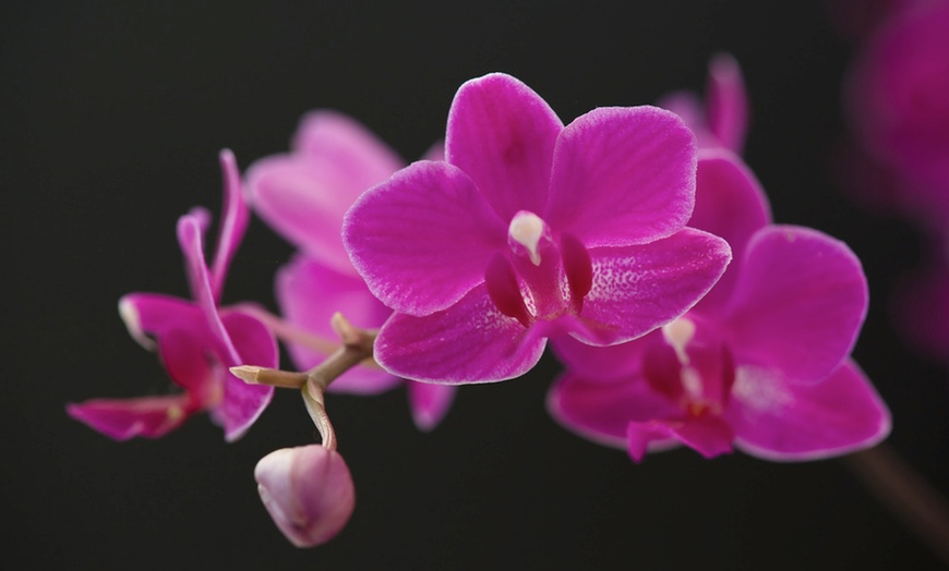 Image 2: Orchidée phalaenopsis