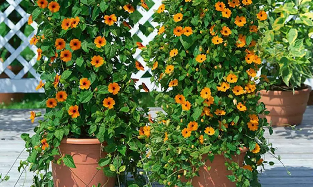 Set de 3 o 6 plantas "Parra Susana ojos negros" - Primary Image