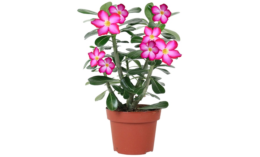 Image 6: 1 of 2 "Adenium" woestijnroos planten