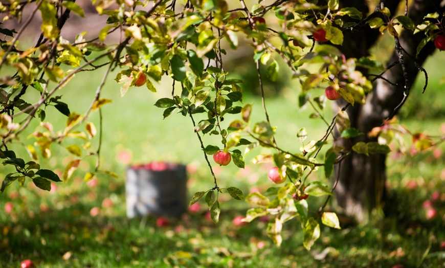 Image 2: Mini Fruit Tree Collection