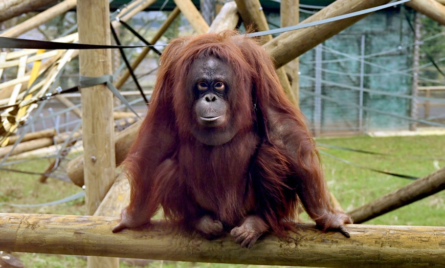 Image 3: Level up As A Wildlife Nerd at Dudley Zoo and Castle Entry