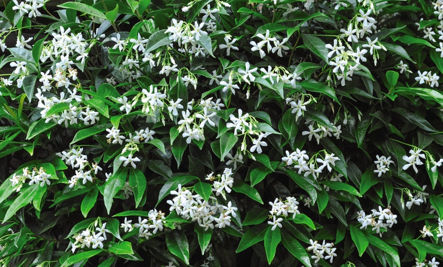 Image 3: Trachelospermum Jasminoides 2L Pot – One or Two Plants