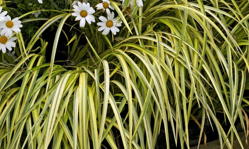 Image 6: Three-Litre Dwarf Sedge Grass