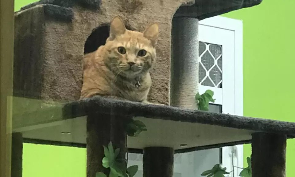 Extensive Pet Grooming Service