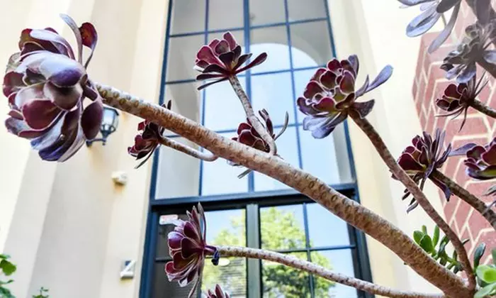 Find Tranquility: Half-Day Spa Package upto Four with Lunch & Bubbles