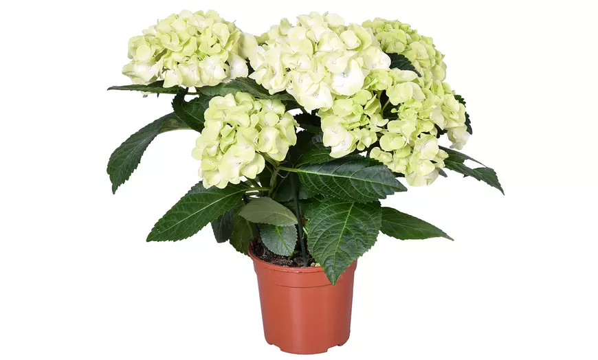 Image 12: 1 of 3 hortensia XL heesters