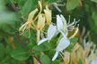 Honeysuckle 'Halliana' Lonicera japonica Climber Plant - Image 4