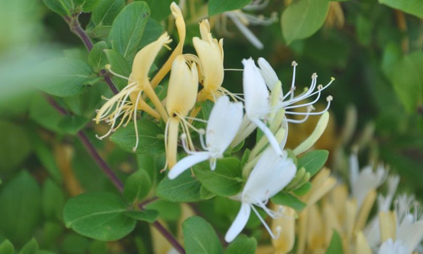 Image 4: Honeysuckle 'Halliana' Lonicera japonica Climber Plant