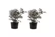 Lot de 2 arbustes de Sureau noir Sambucus nigra, livrés avec pot - Second Medium