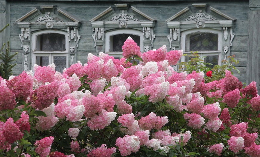 Image 5: Hydrangea paniculata Vanilla Fraise - One, Two or Three Plants