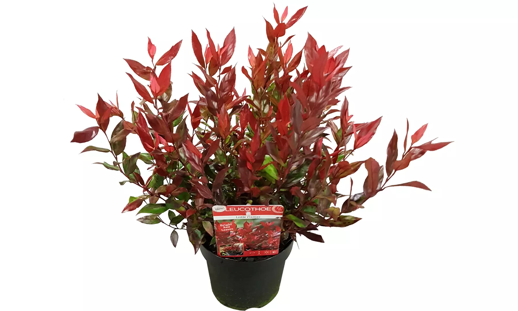 One or Two XL Leucothoe ‘Little Flames’ Shrubs - Image 5