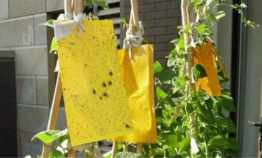 Image 5: Dual-Sided Yellow Sticky Traps