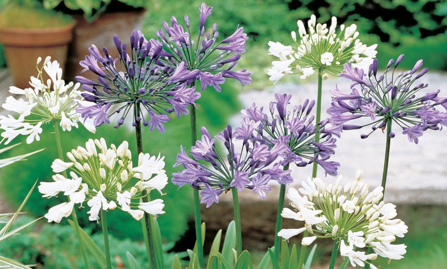 Image 9: Agapanthus Blue and White Collection - 6 or 12 Plants