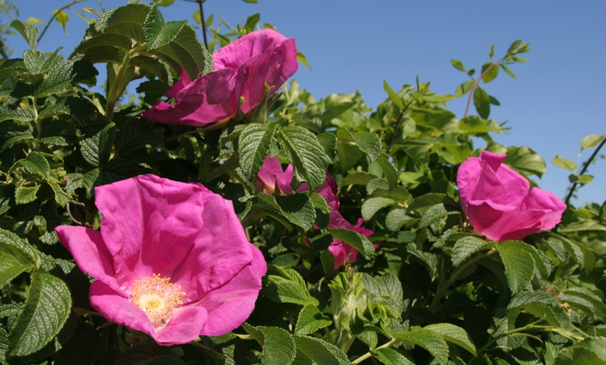 Image 8: Hardy Shrub Collection Plants