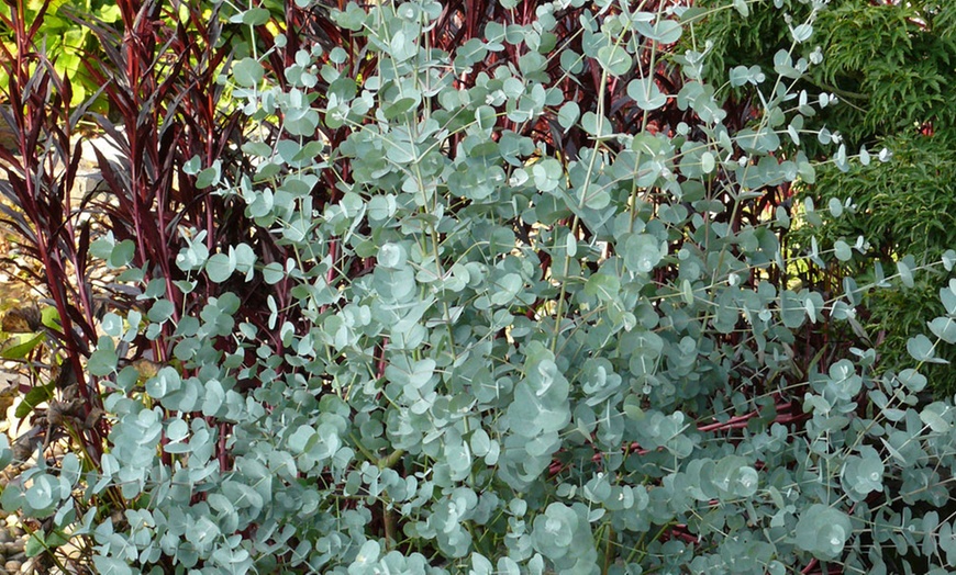 Image 5: Eucalyptus Gunnii 'Azura' 9cm Pot - One or Two Plants