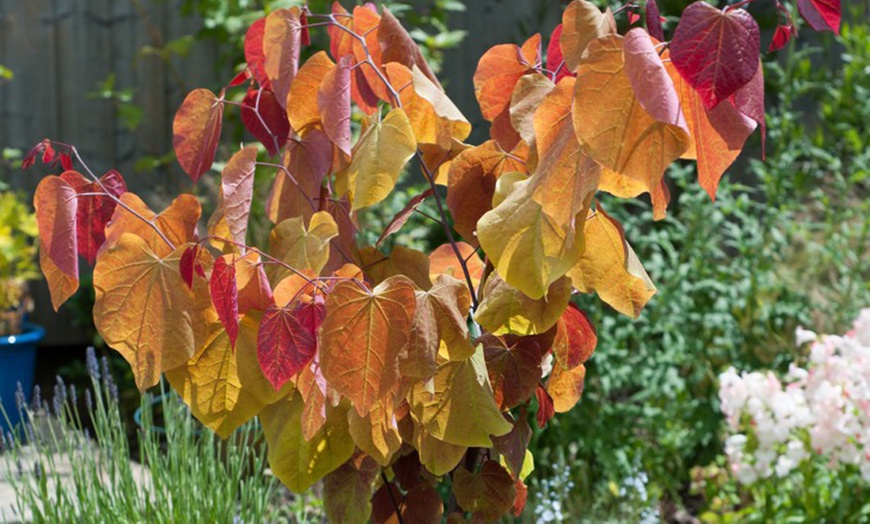 Image 2: Cercis Eternal Flame Plant, 3 L pot