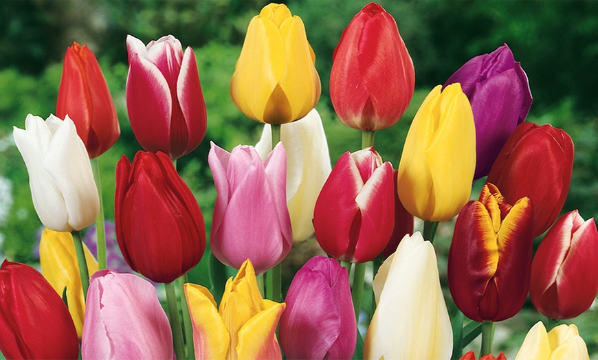 Image 3: 100 Spring Tulip Bulbs