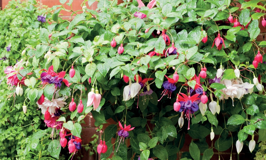 Image 3: Fuchsia Trailing Mix Hanging Basket 35cm