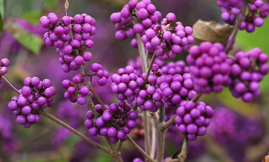 Image 4: XL Callicarpa Profusion Plant