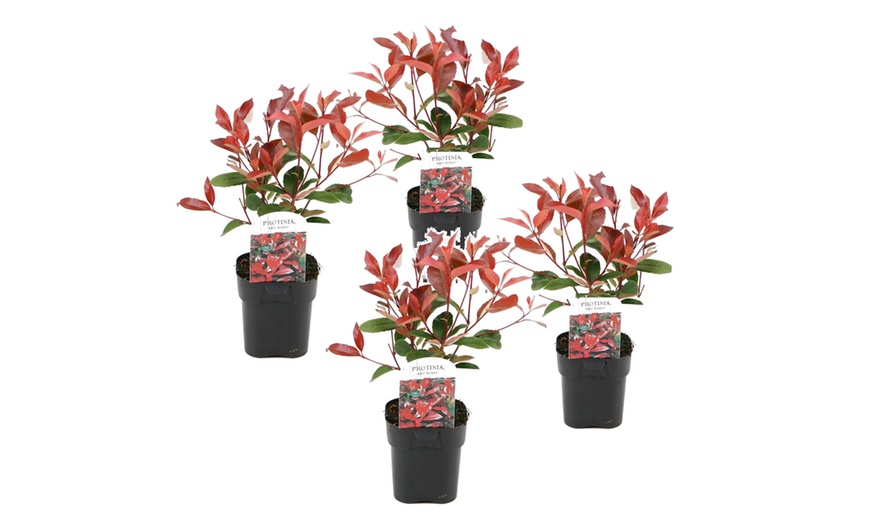 Image 9: 2, 4 o 6 piante di Photinia Red Robin