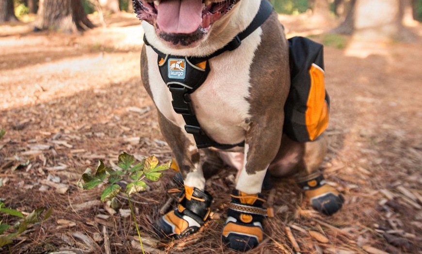 kurgo step & strobe dog boots