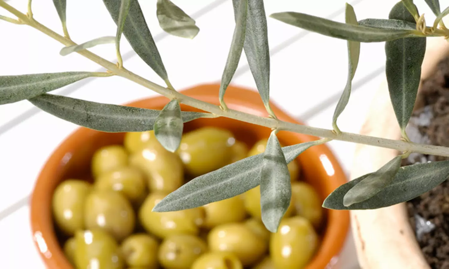 2x winterharter Olivenbaum, optional mit Korb