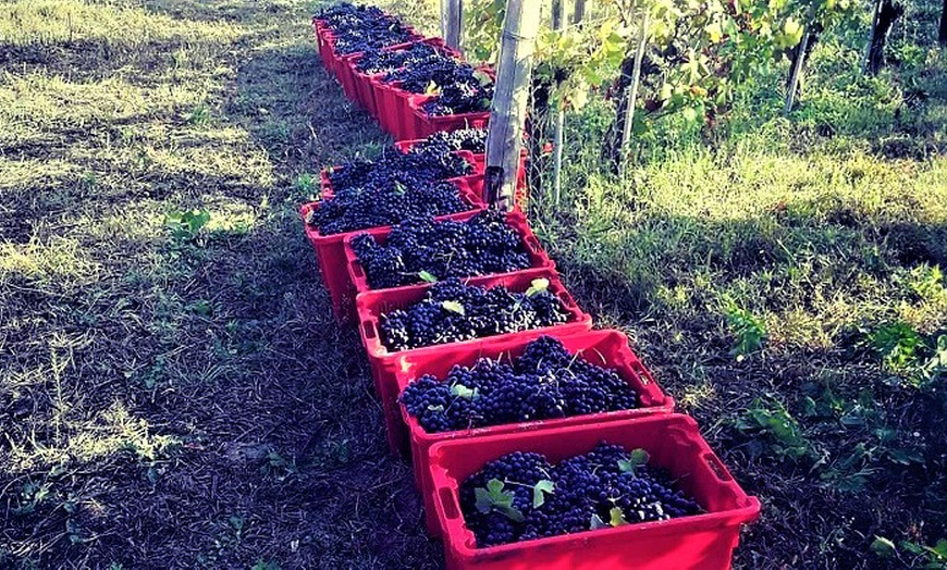 Image 6: Degustazione vini, salumi e formaggi da Azienda agricola Paoletti