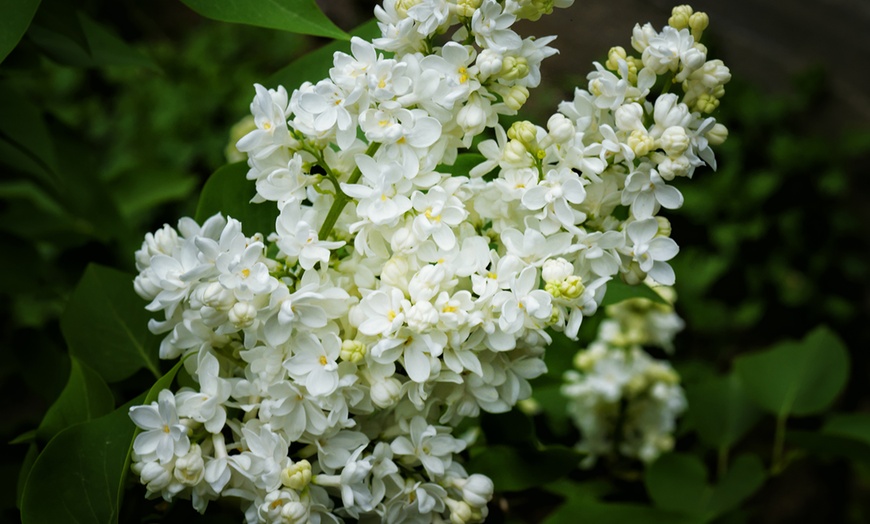 Image 3: Up to Three Scented White Lilac 'Madame Florent Stepman' Plants 9cm