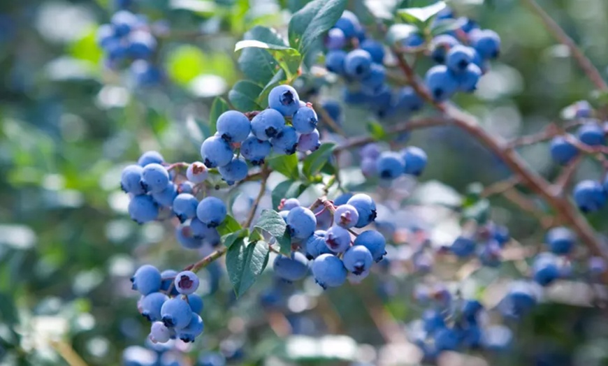 Image 2:  Conjunto de 4 plantas de arándano