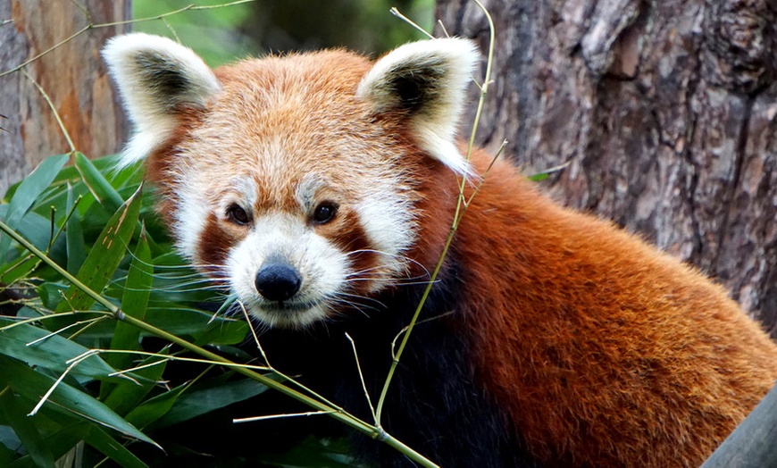 Image 2: Bilet do wrocławskiego ZOO wraz z Afrykarium 