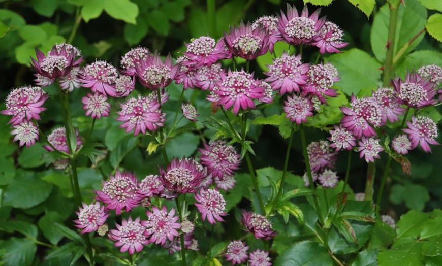 Image 2: Astrantia Major 'Venice' - 3 or 6 Plants