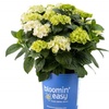 Image 5: Hydrangeas in Quart, 1 Gallon, and 2 Gallon Sizes with Free Shipping (Up to 15% Off)