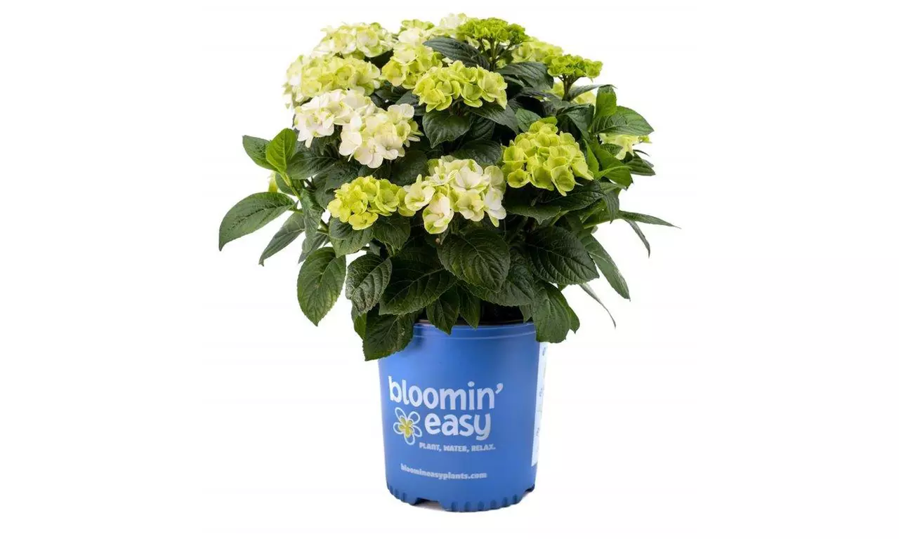 Hydrangeas in Quart, 1 Gallon, and 2 Gallon Sizes with Free Shipping (Up to 24% Off)