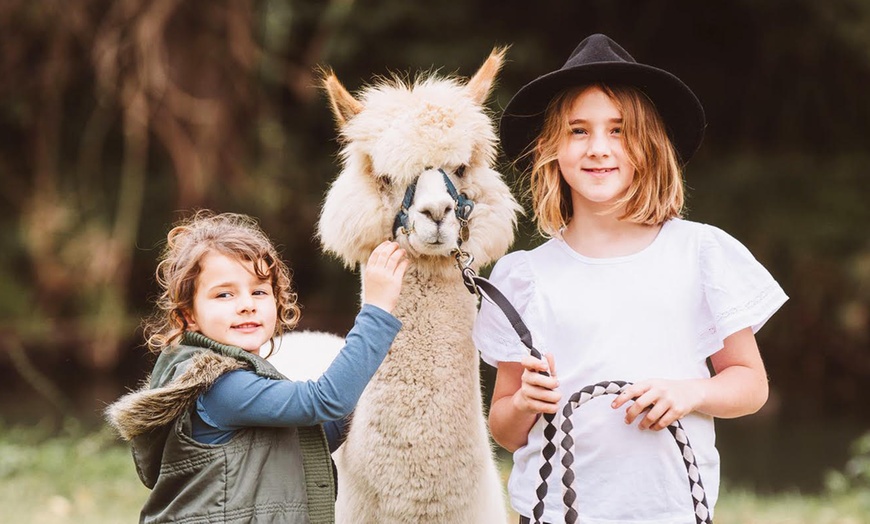 Image 4: 30-Minute Alpaca Experience at Mountview Alpaca Farm