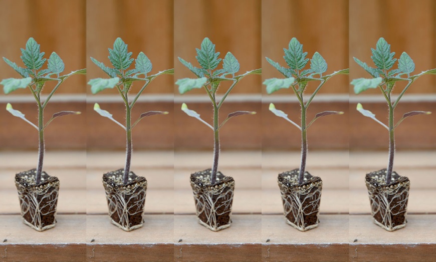 Image 4: Five Tomato Gigantomo Plants 