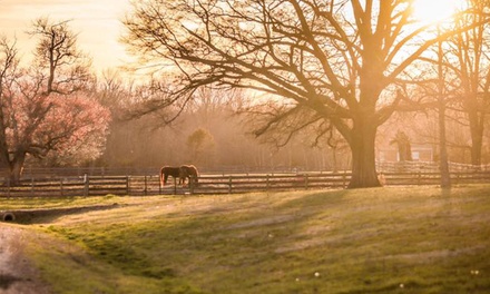 Private Horseback-Riding Lessons - High Caliber Stables | Groupon