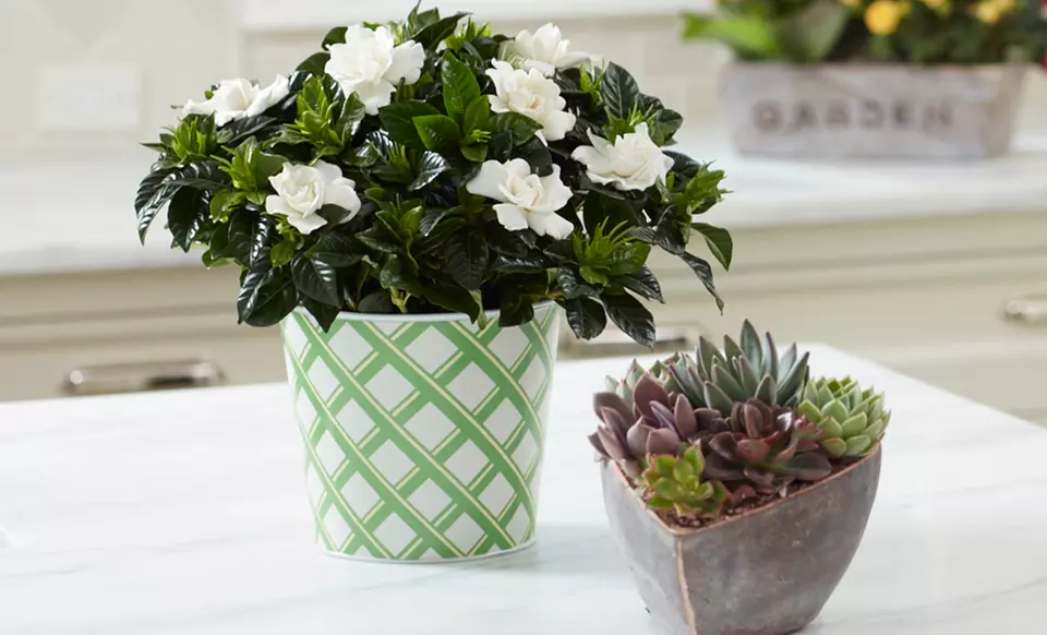 FTD Flowers and Gifts for Mother's Day (Up to 50% Off). Two Options Available. - Second Medium